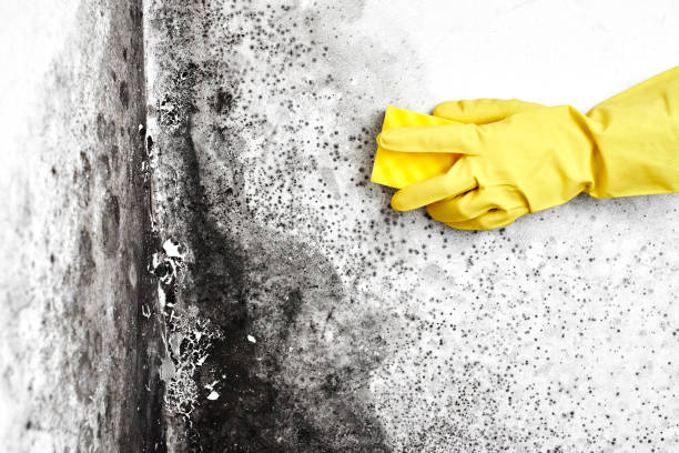 Professional Mold Removal in Oxford, NC