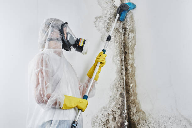 Best Toxic Mold Removal  in Oxford, NC