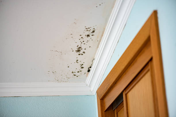 Home Mold Removal in Oxford, NC
