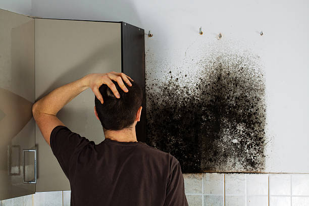 Best Mold Removal Company Near Me  in Oxford, NC